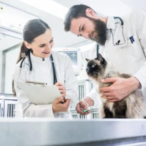 Cat on examination table of veterinarian clinic with two pet doctors